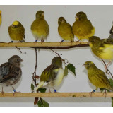 Exhibition Border Canaries